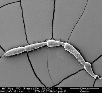 Media type: image;   Invertebrate Zoology 134639